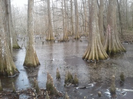 Frozen swamps near